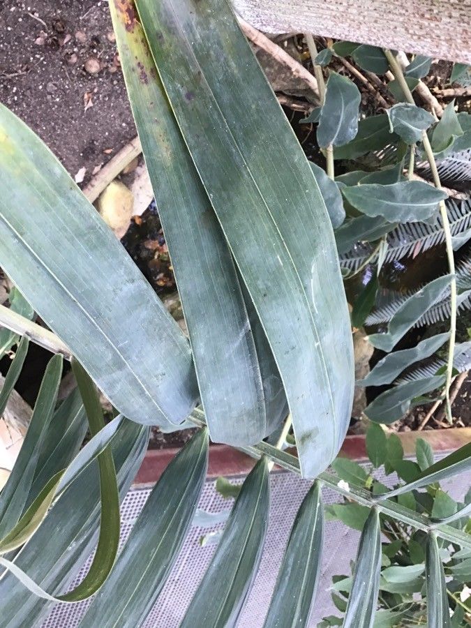 Dypsis pembana — search result for 'Arecaceae'