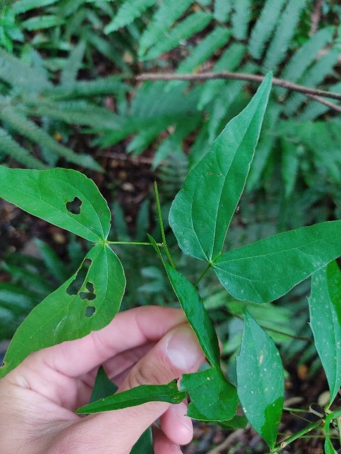 Bauhinia microstachya — houseplant care guide