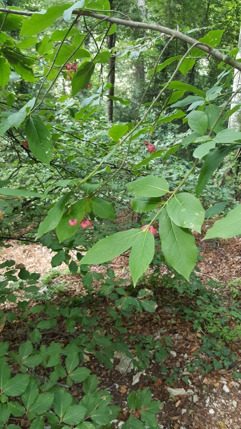 Euonymus latifolius fruit