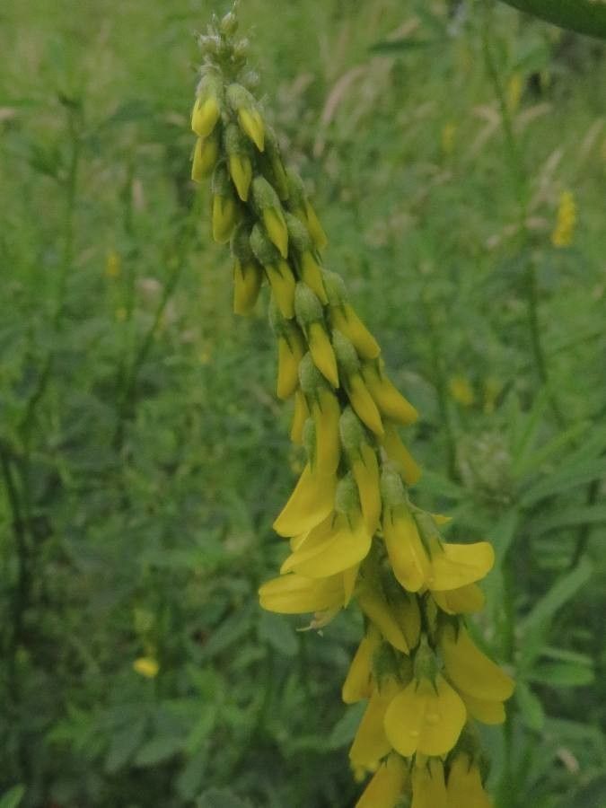 Melilotus altissimus flower