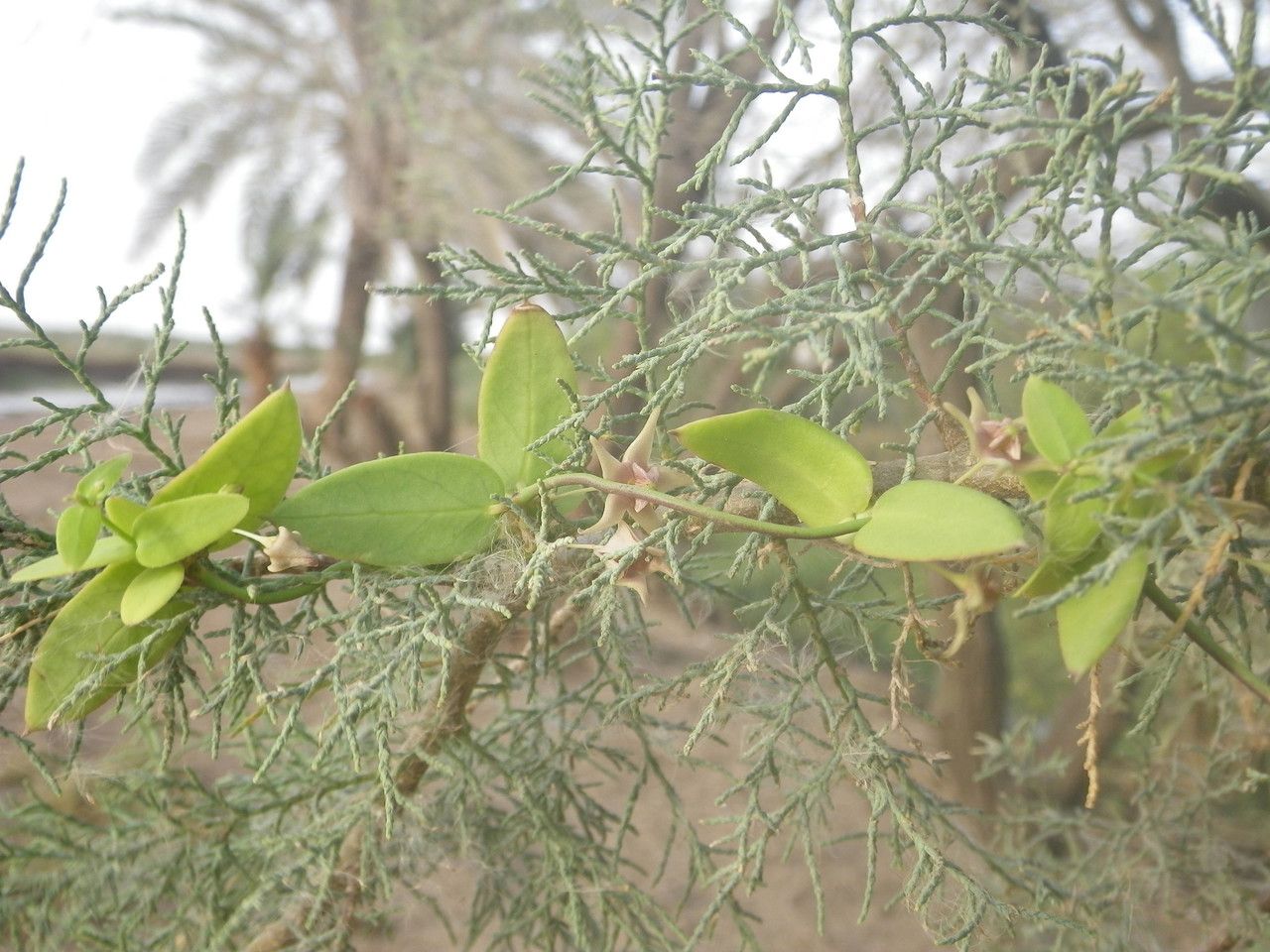Pentatropis nivalis leaf