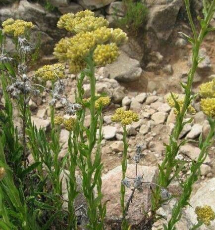 Solidago argentinensis flower