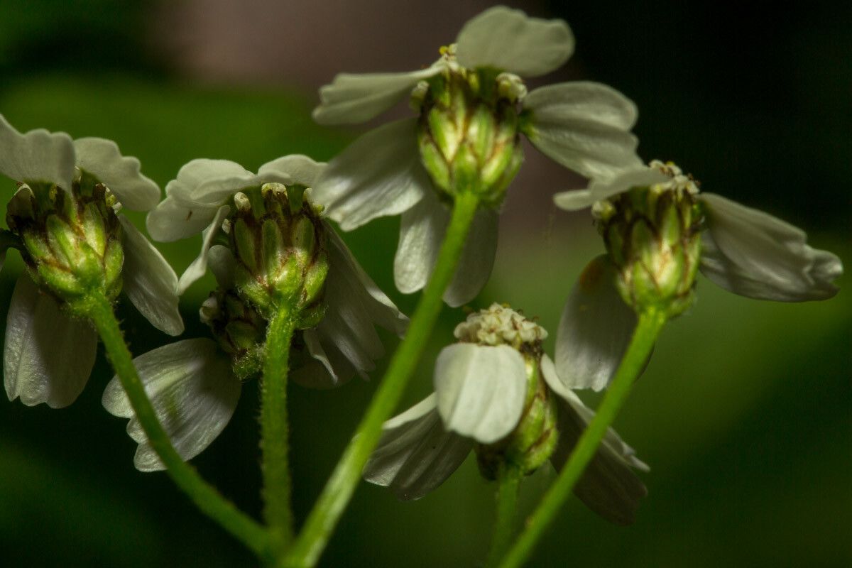 Achillea macrophylla bark