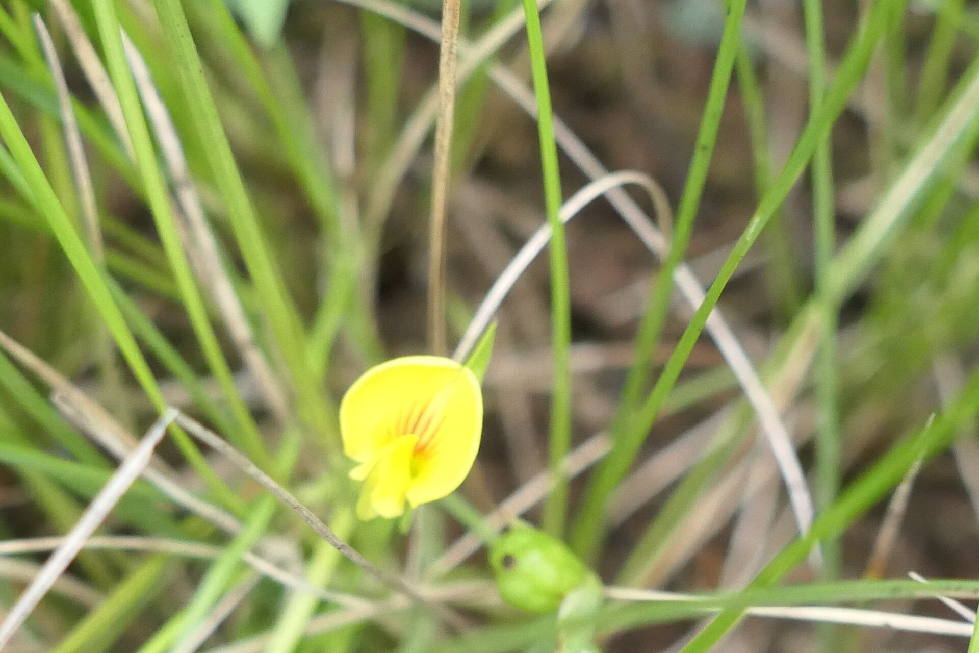 Zornia capensis flower