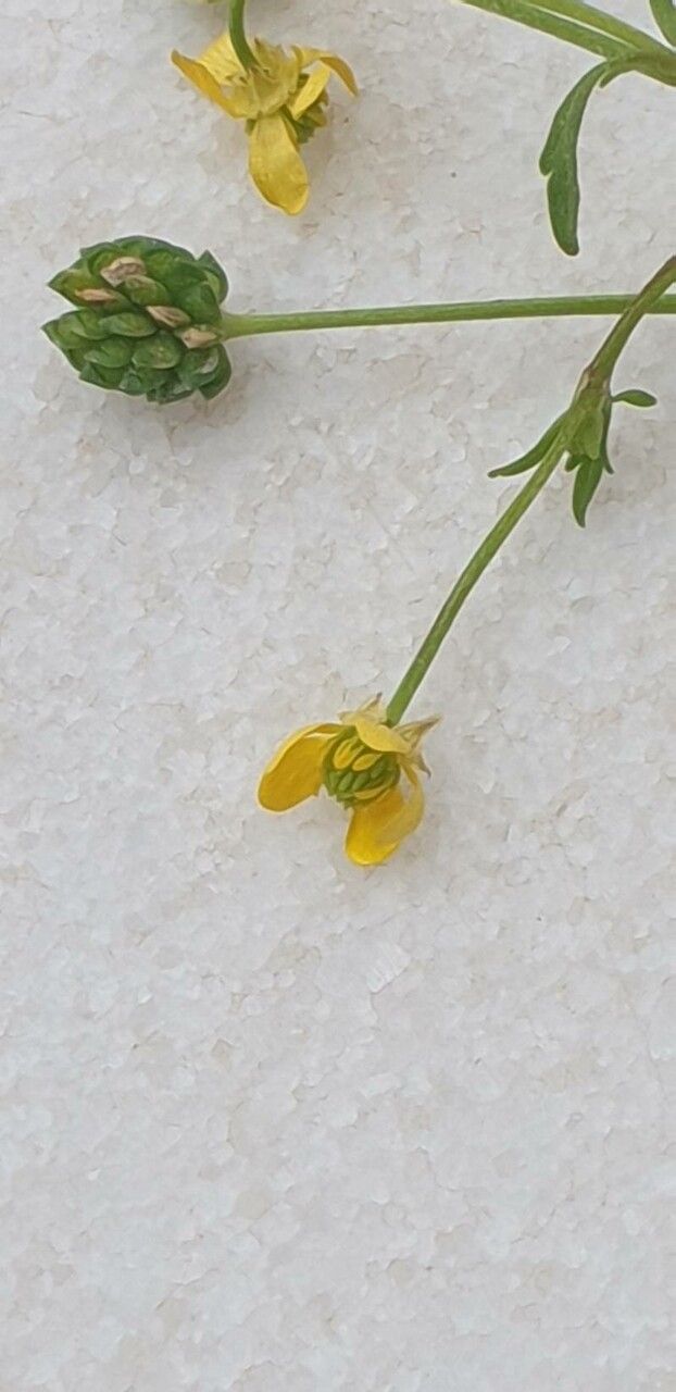 Ranunculus trilobus flower