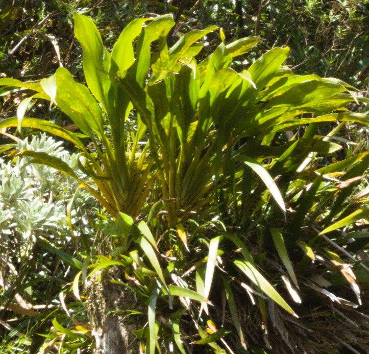 Cordyline mauritiana — houseplant care guide