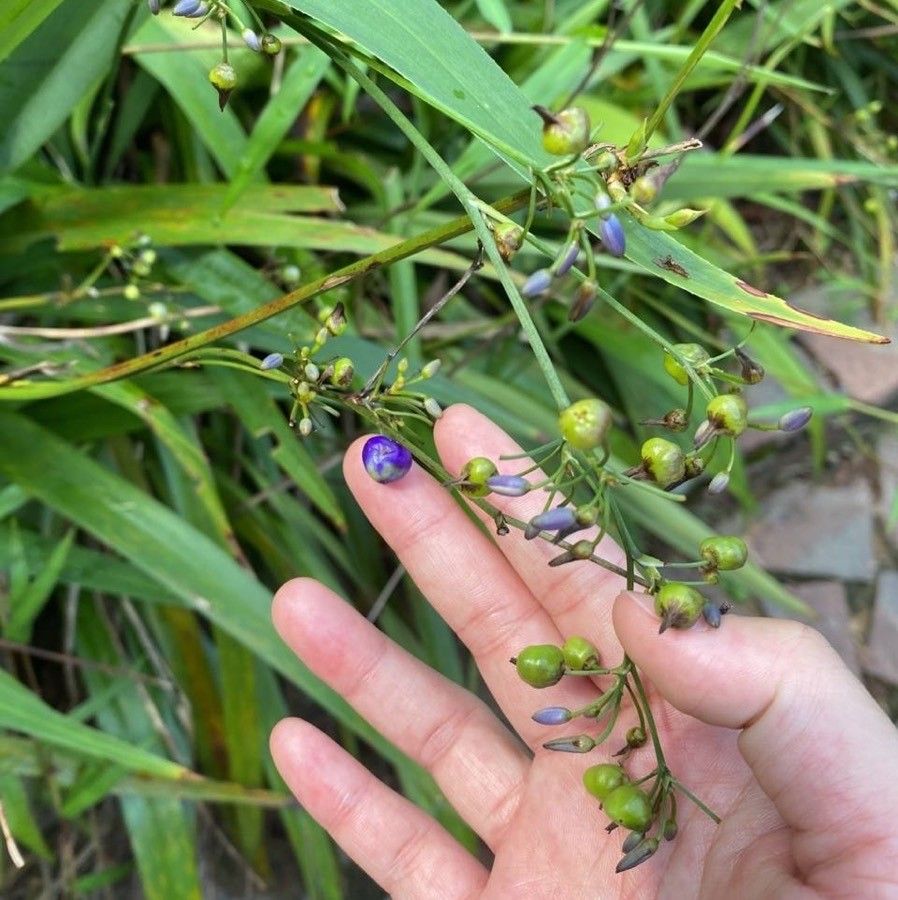 Dianella ensifolia fruit