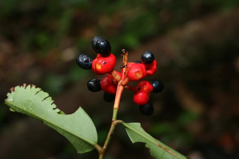 Ouratea pendula fruit