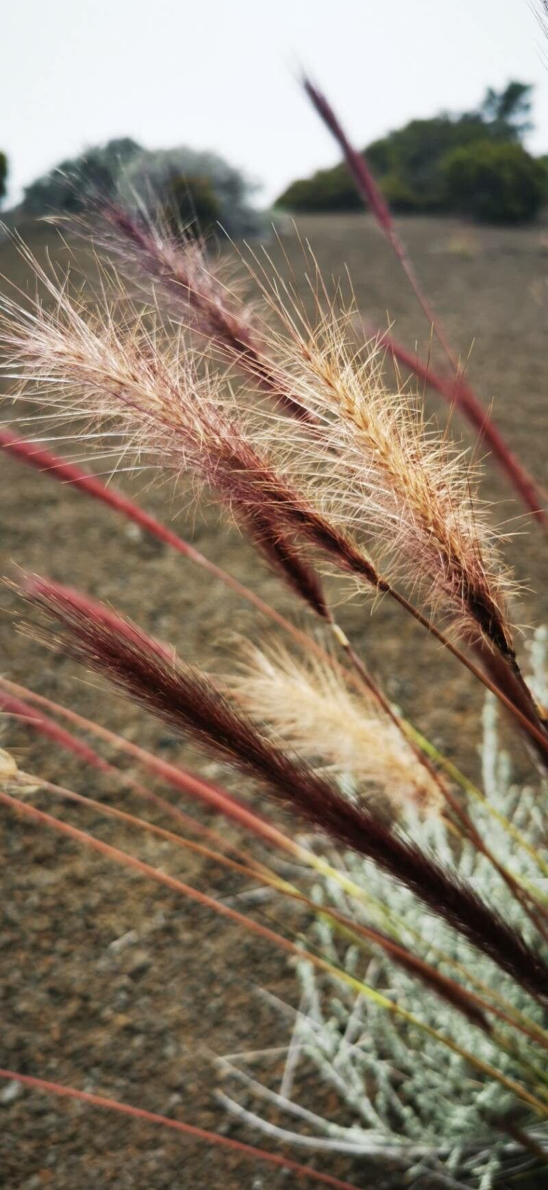 Cenchrus cafer flower
