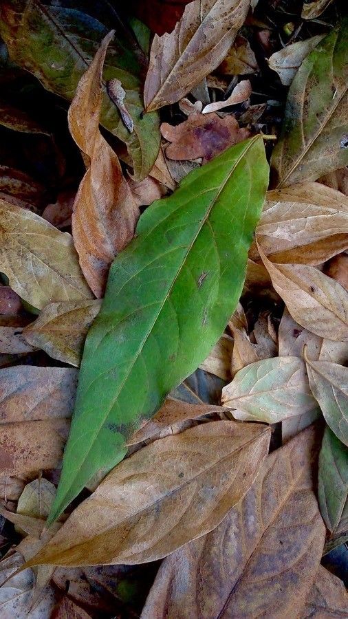Chimonanthus fragrans — related species from the same genus