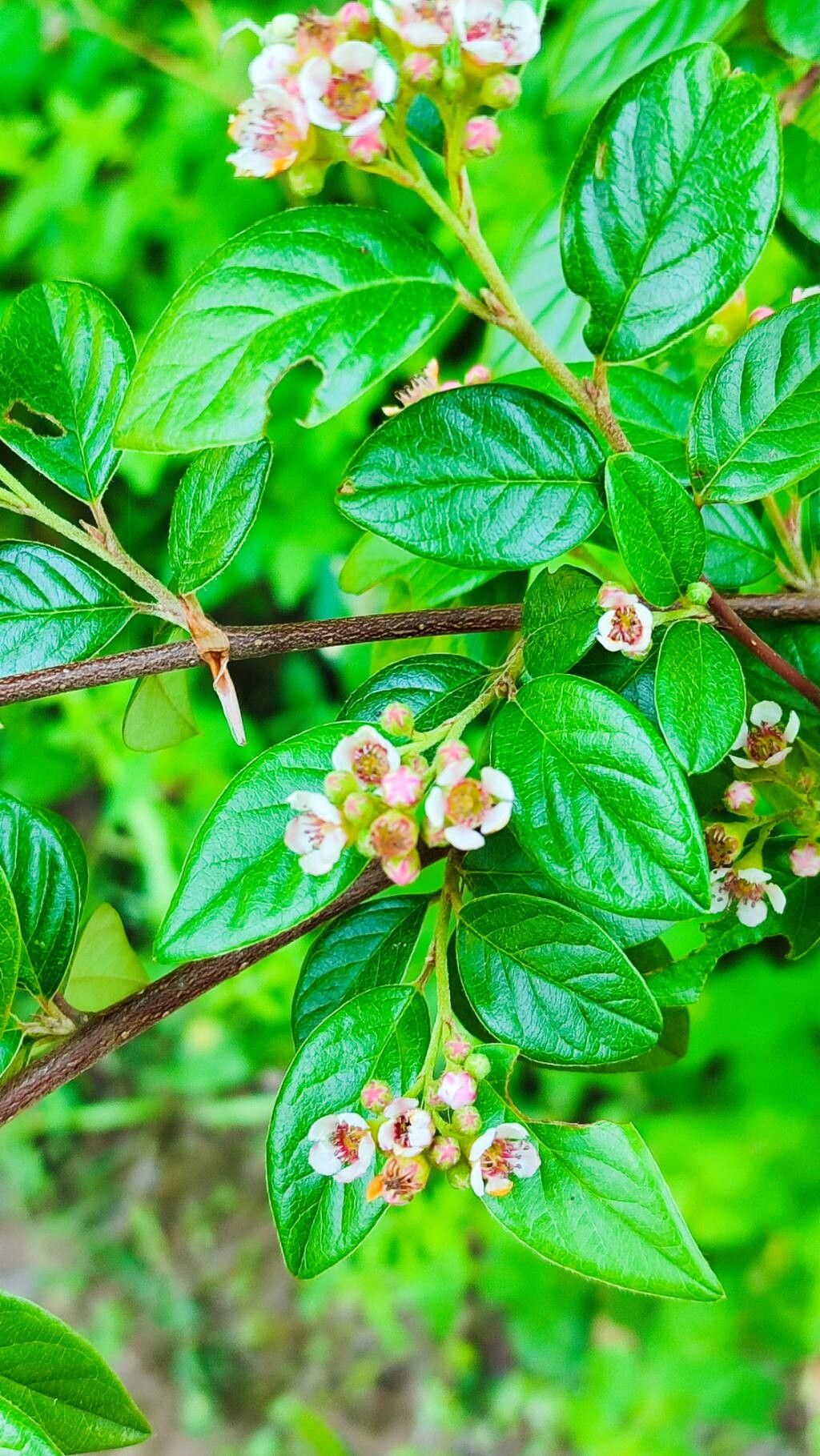 Cotoneaster vandelaarii leaf
