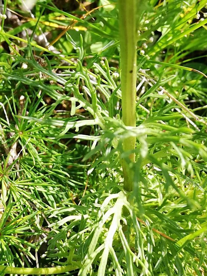 Jacobaea abrotanifolia