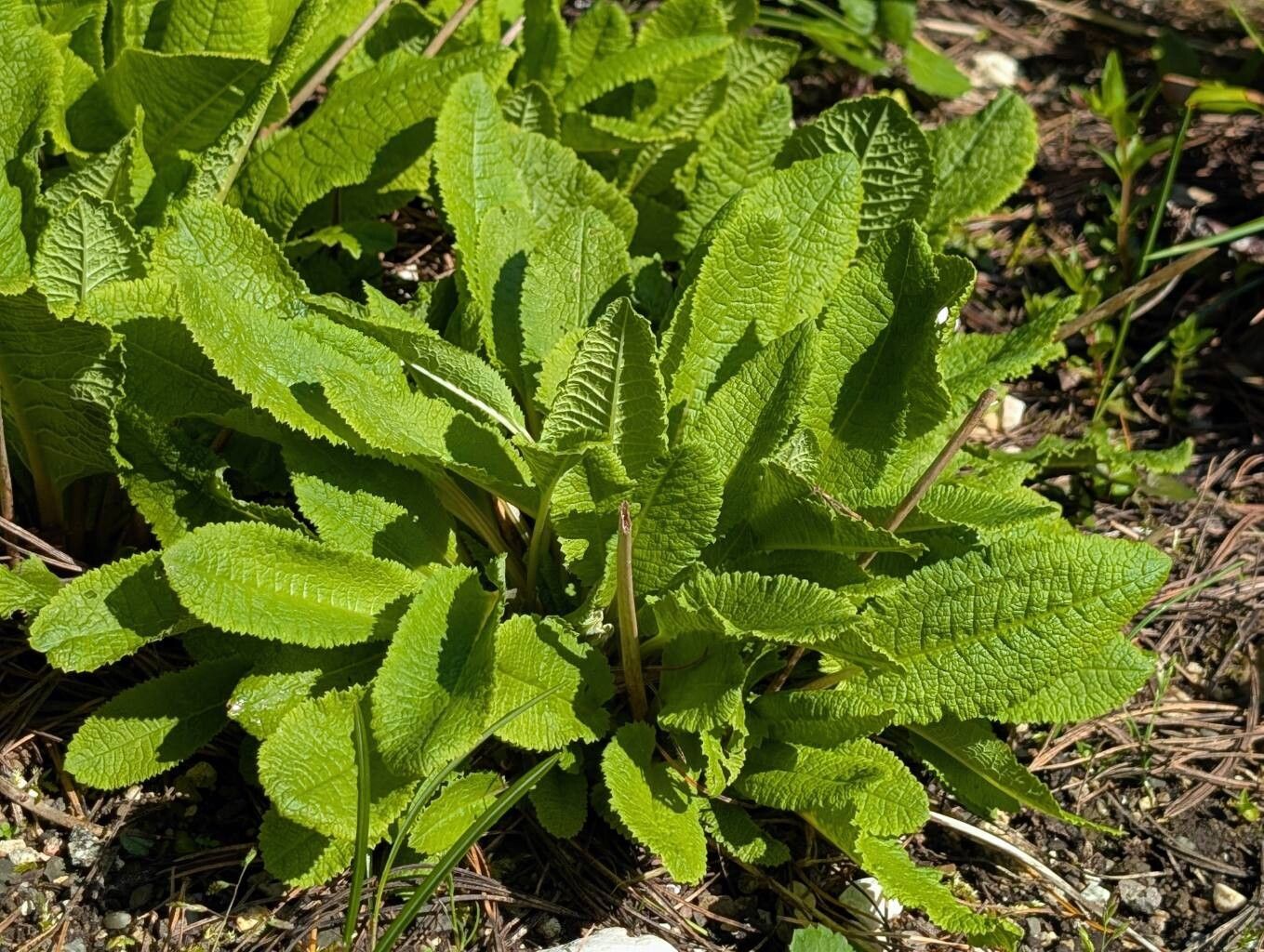 Primula alpicola — related species from the same genus