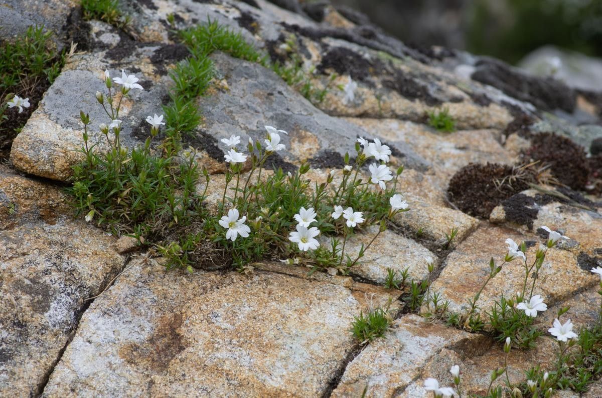 Cerastium stenopetalum habit