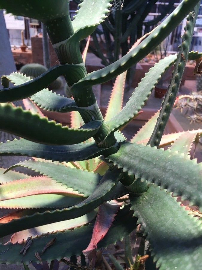 Aloe dawei leaf