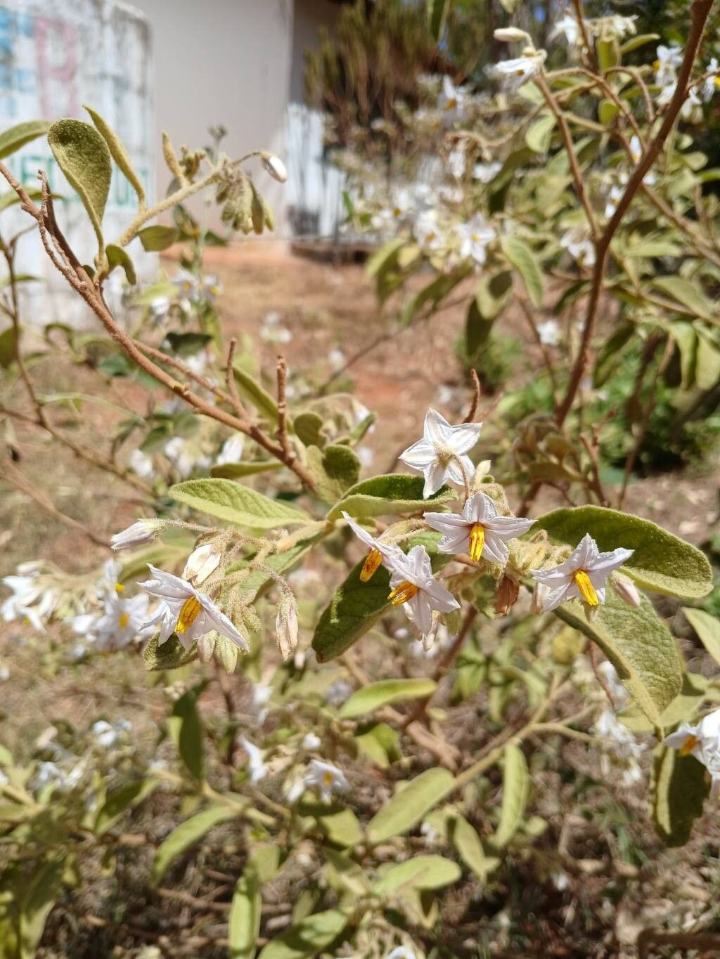 Solanum subumbellatum — houseplant care guide