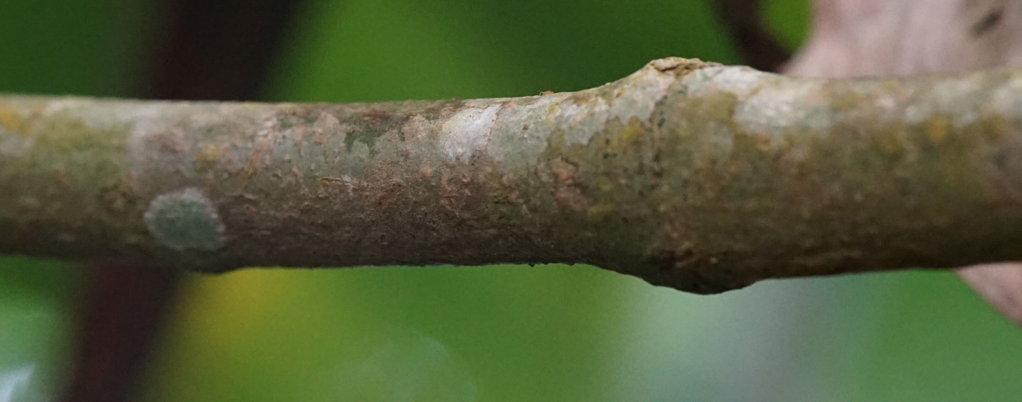 Palicourea berteroana bark