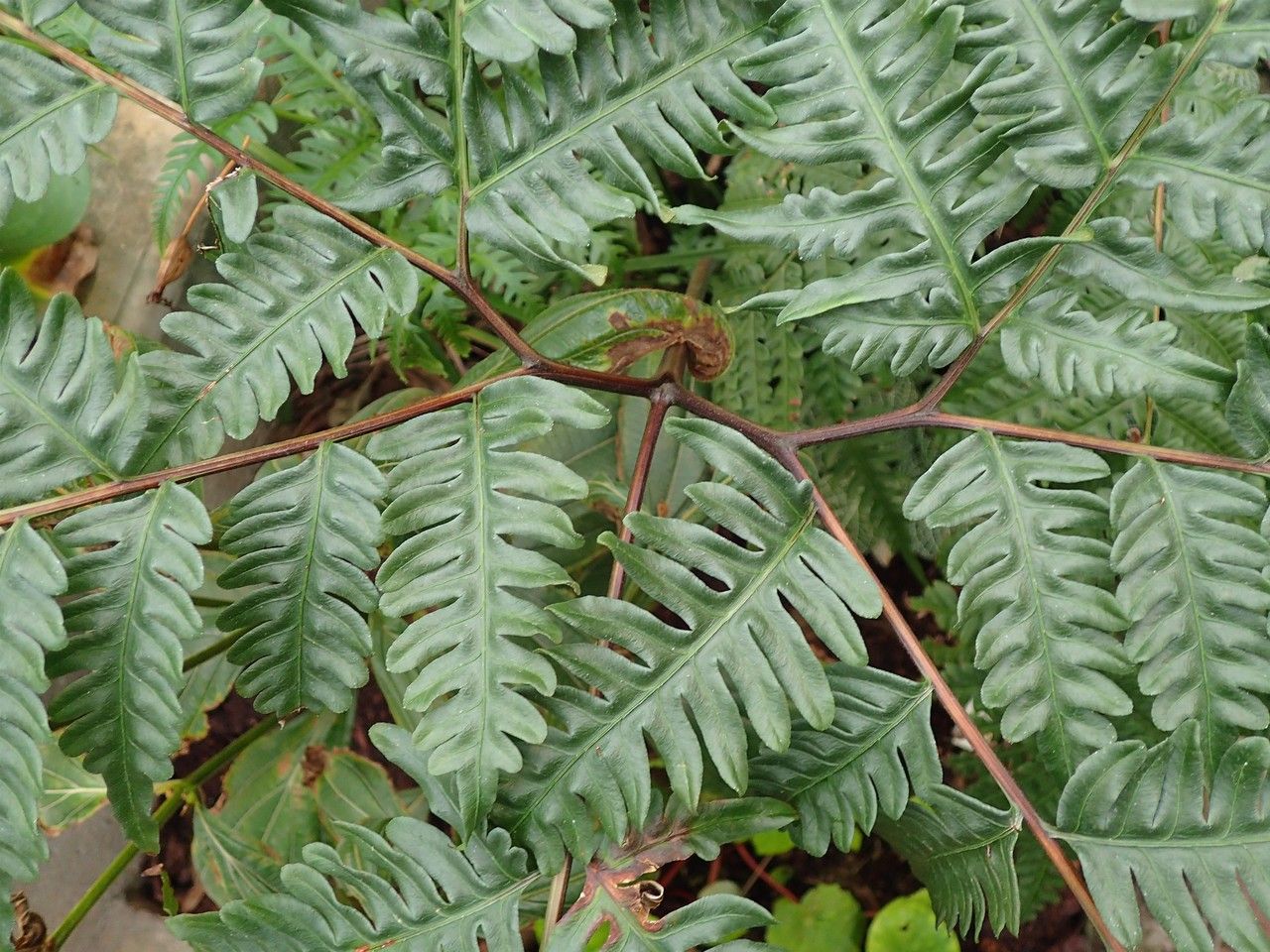 Pteris tripartita habit