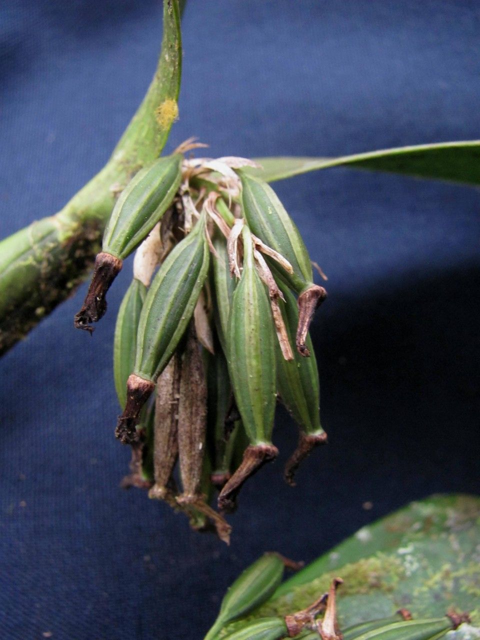 Scaphyglottis lindeniana other