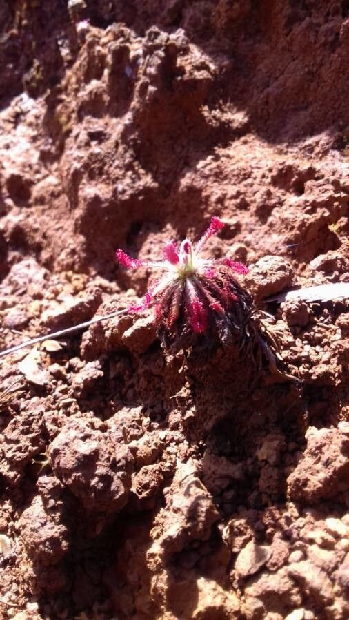 Drosera neocaledonica leaf