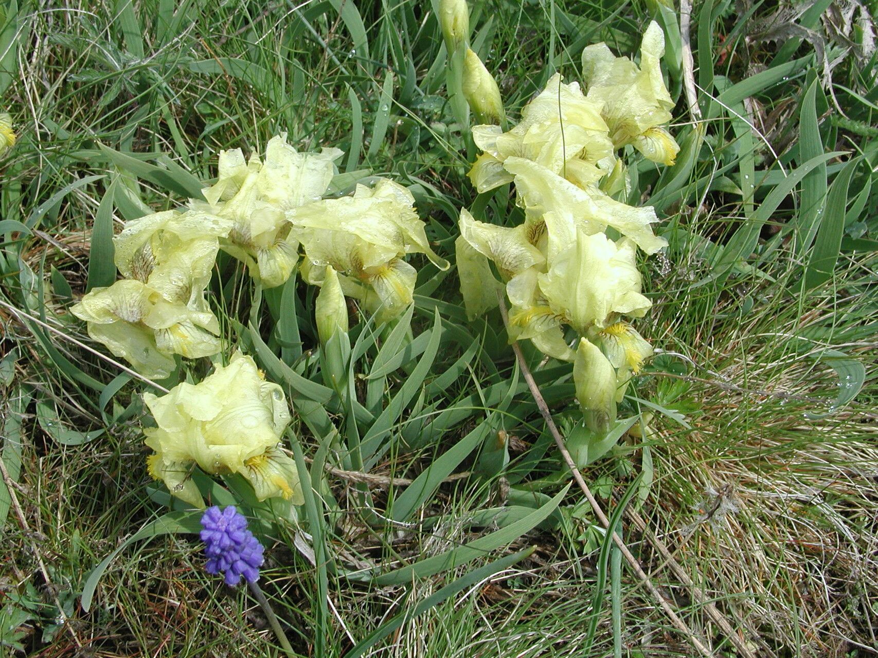 Iris reichenbachii flower
