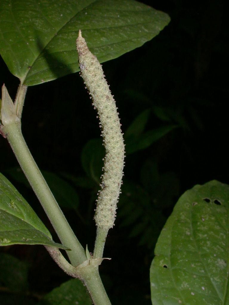 Piper zhorquinense fruit