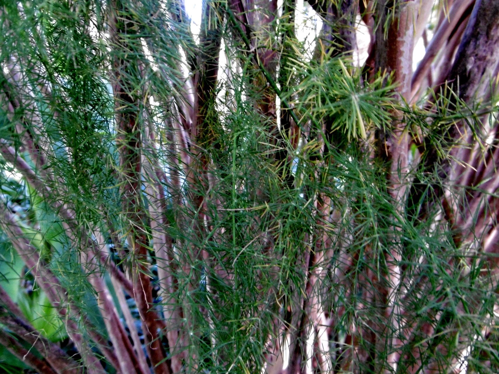 Asparagus scoparius bark