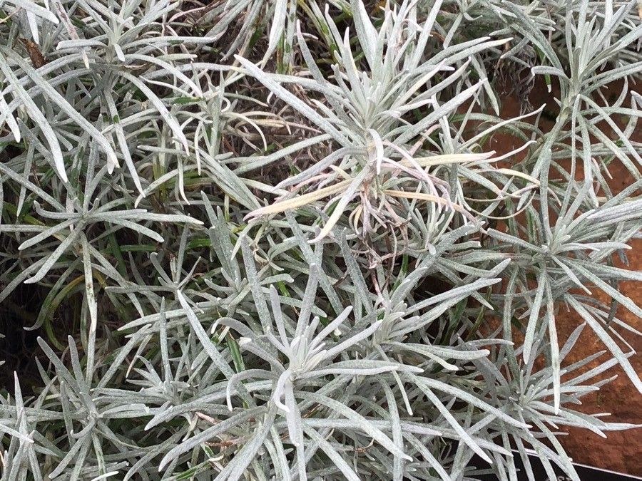 Helichrysum thianschanicum — search result for 'Helichrysum'