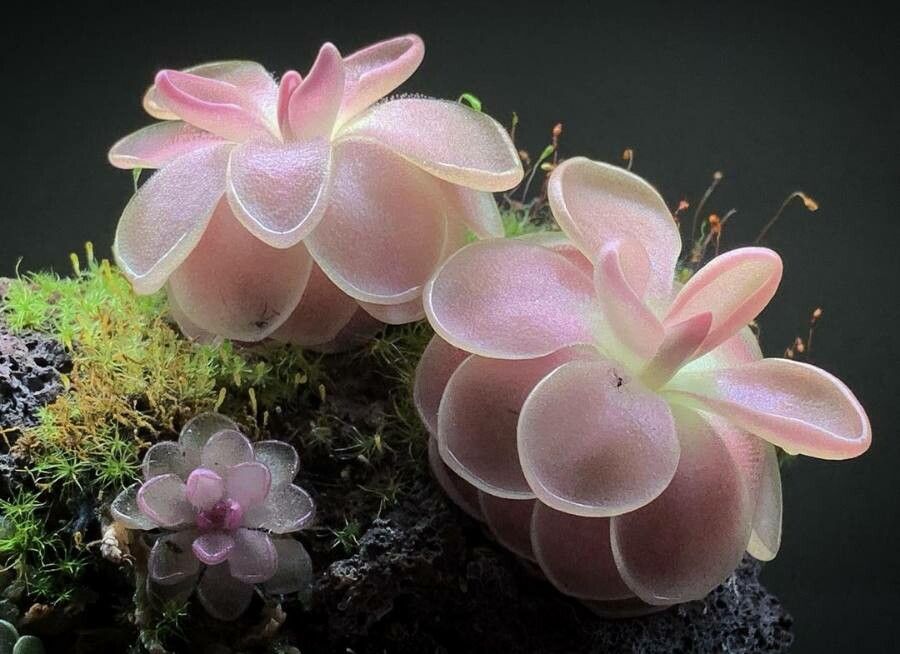 Pinguicula ehlersiae leaf