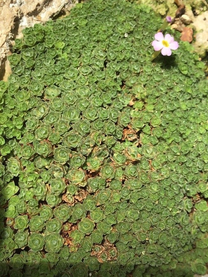 Dionysia curviflora — related species from the same genus