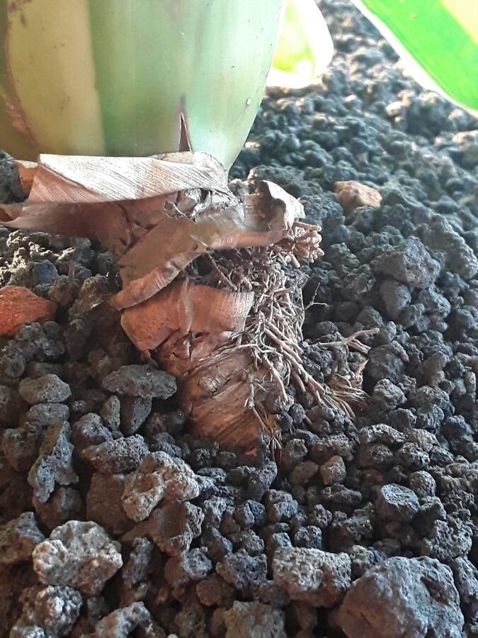 Neoregelia carolinae bark