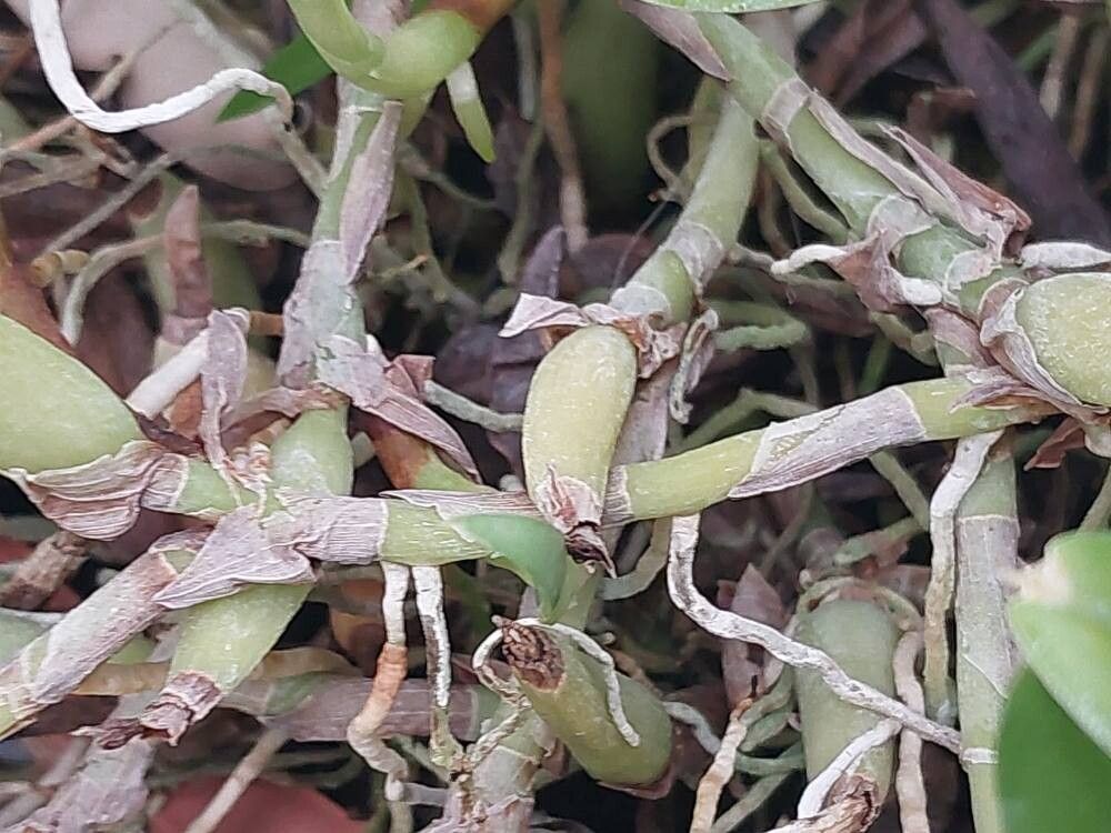 Prosthechea pygmaea bark