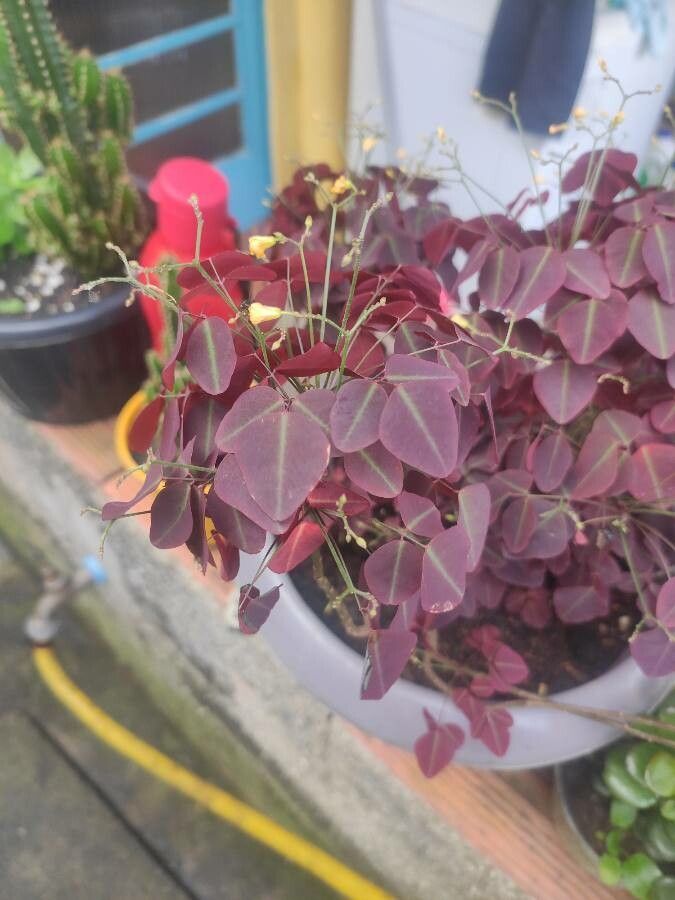 Oxalis hedysaroides — search result for 'Oxalis'