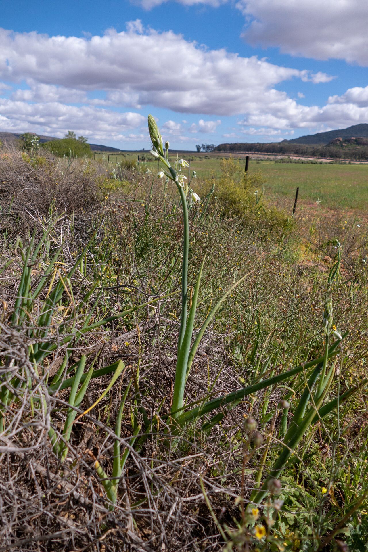 Albuca canadensis habit