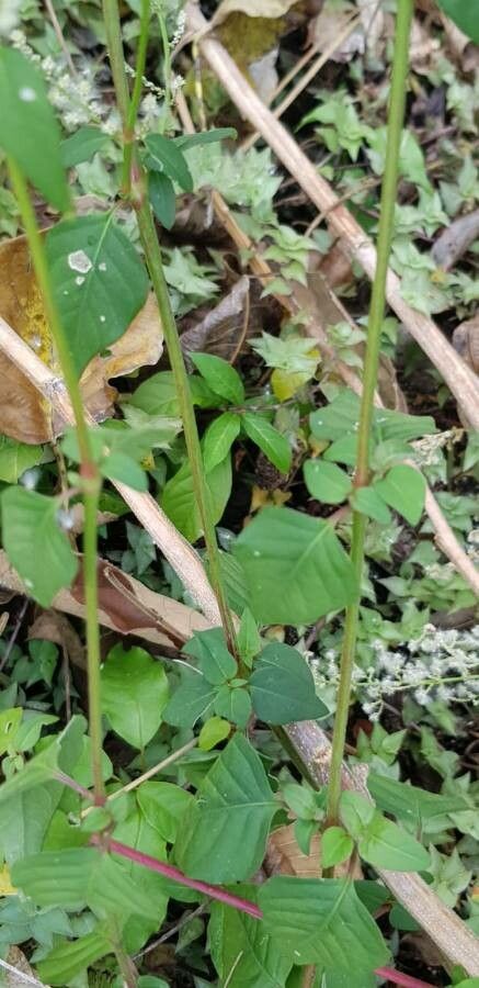 Iresine diffusa leaf