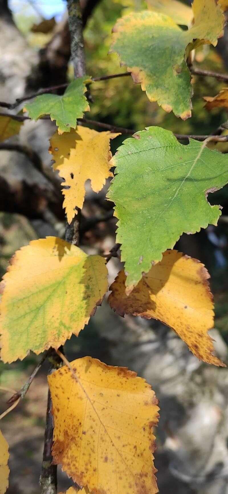 Betula tianschanica — search result for 'Betula'