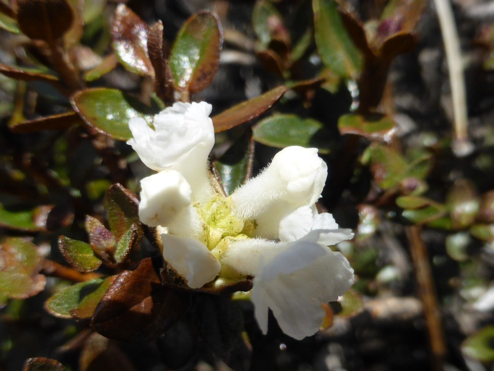 Rhododendron laudandum flower