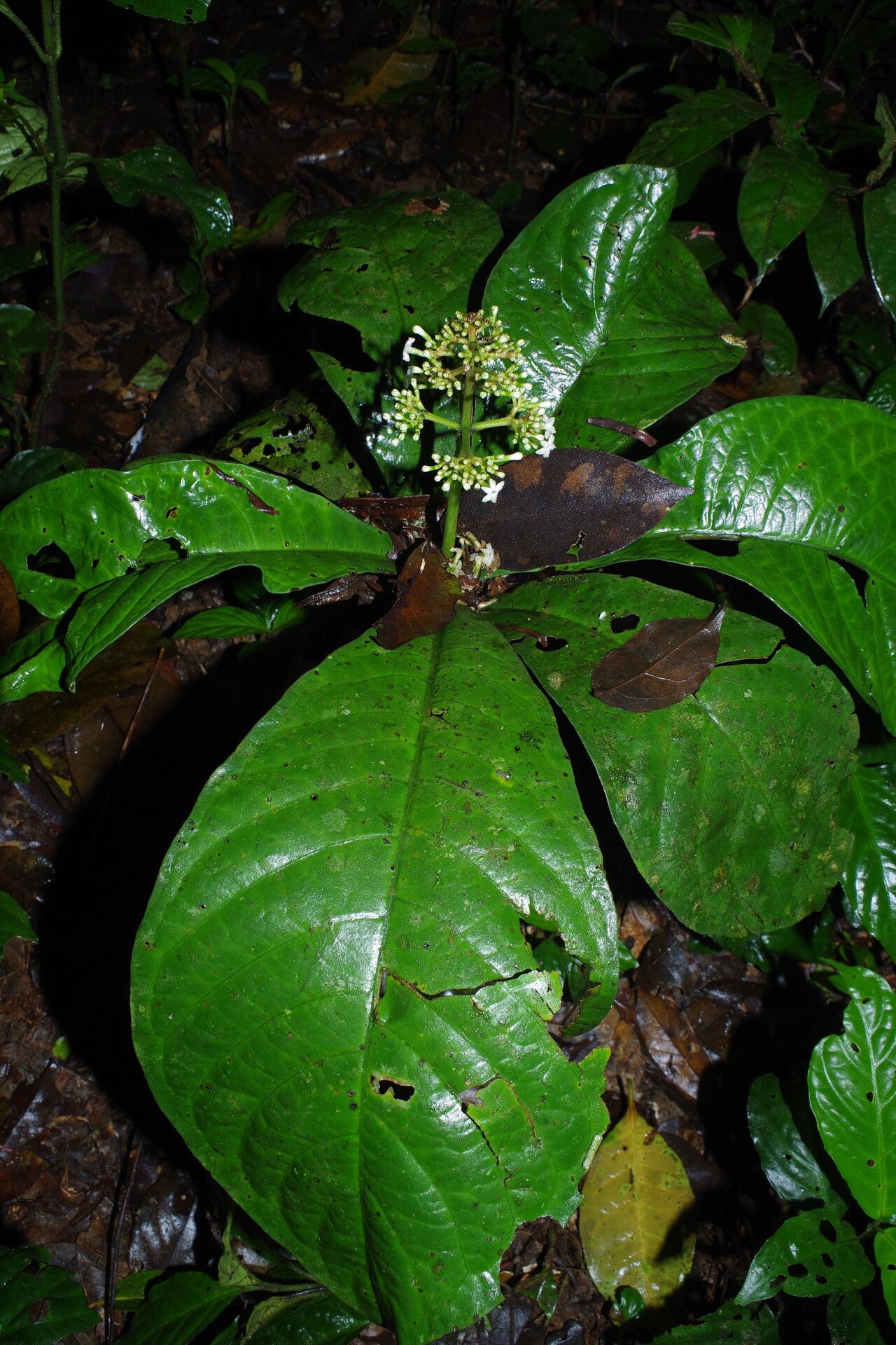 Chassalia ischnophylla leaf