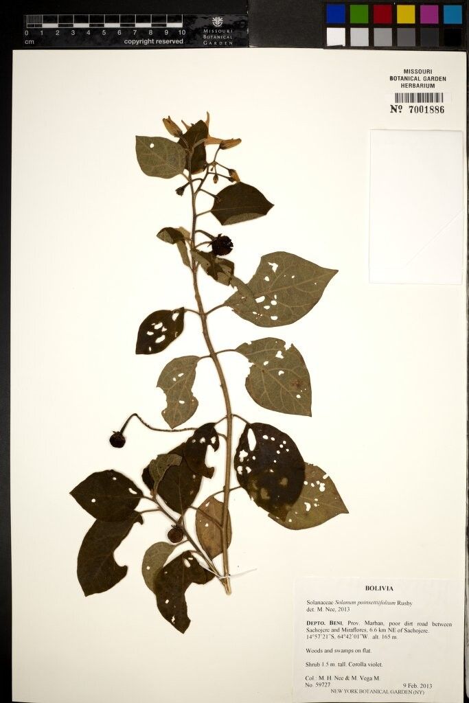 Solanum poinsettiifolium — houseplant care guide