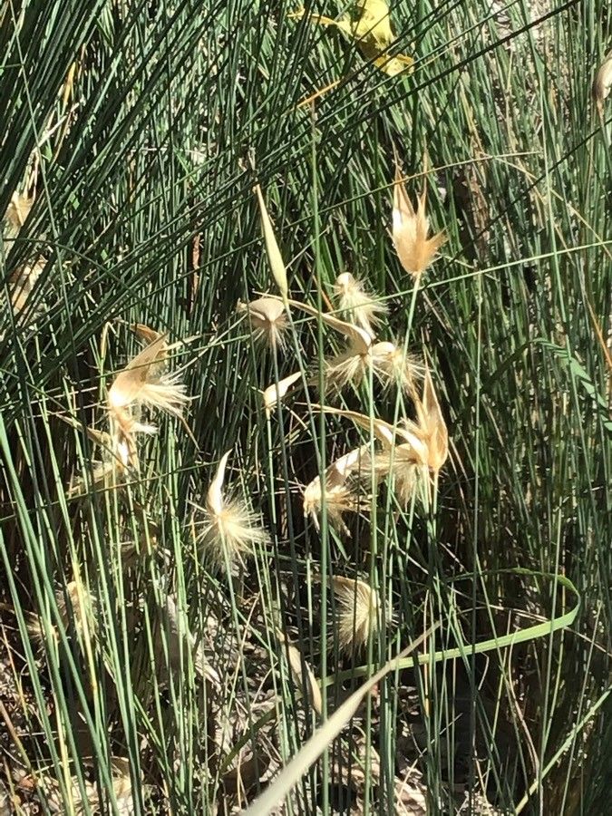Lygeum spartum flower