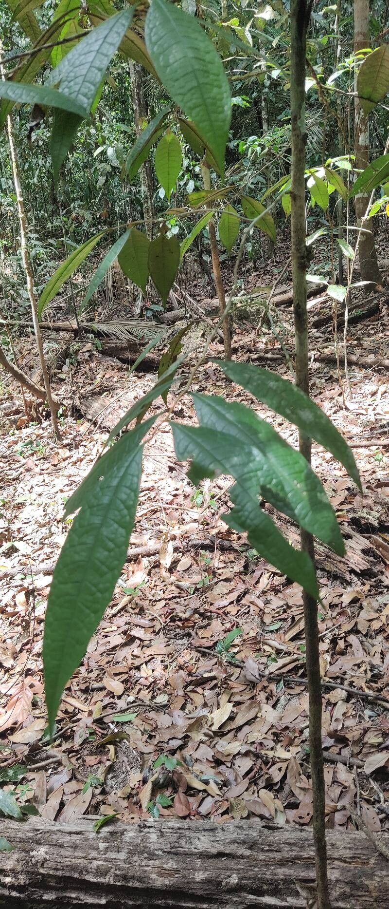 Duguetia echinophora — houseplant care guide