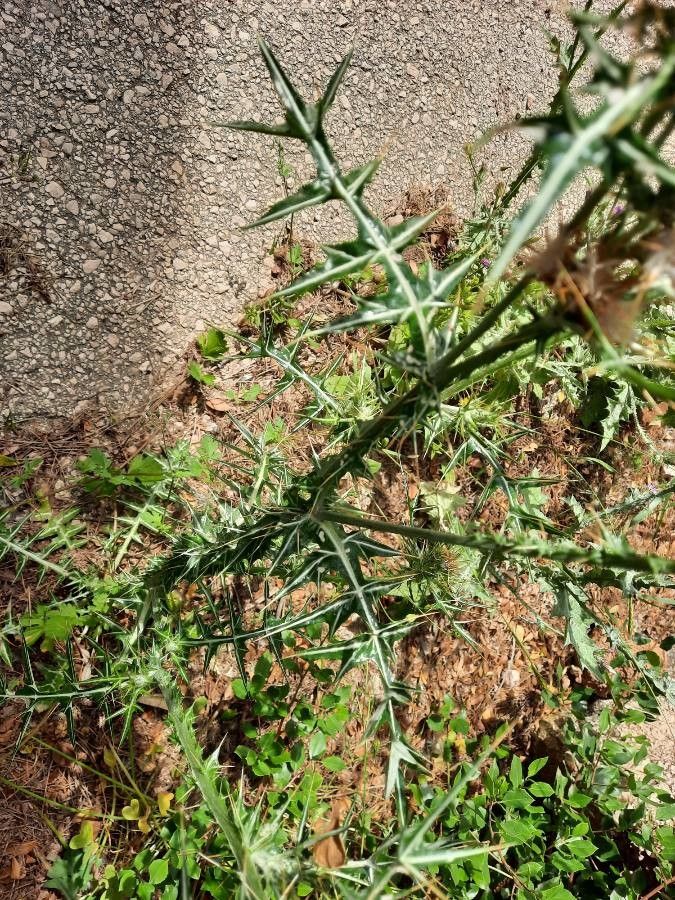 Galactites duriaei — related species from the same genus