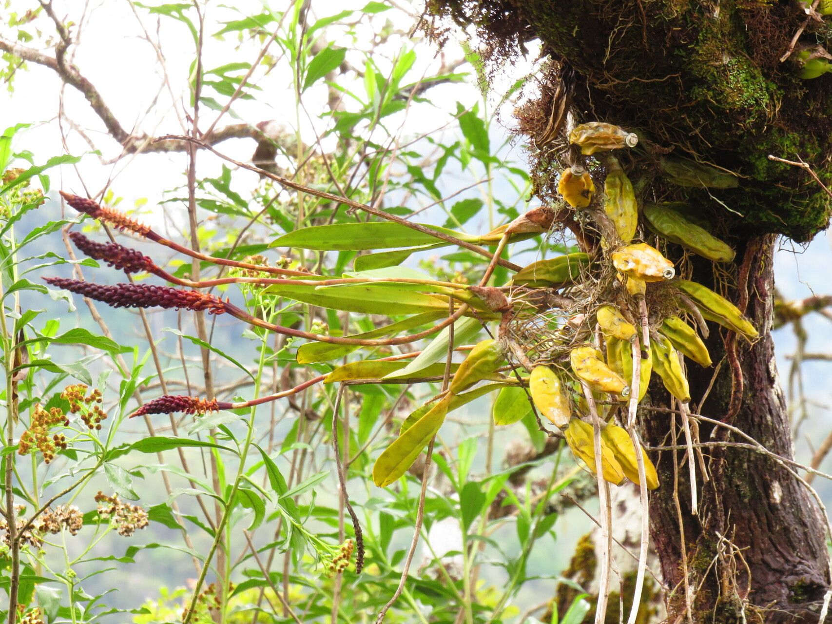 Bulbophyllum moramanganum habit