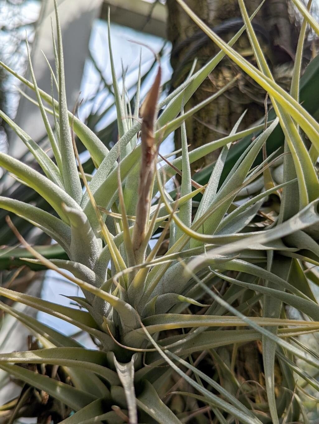 Tillandsia albida leaf