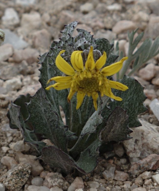 Senecio taraxacoides flower