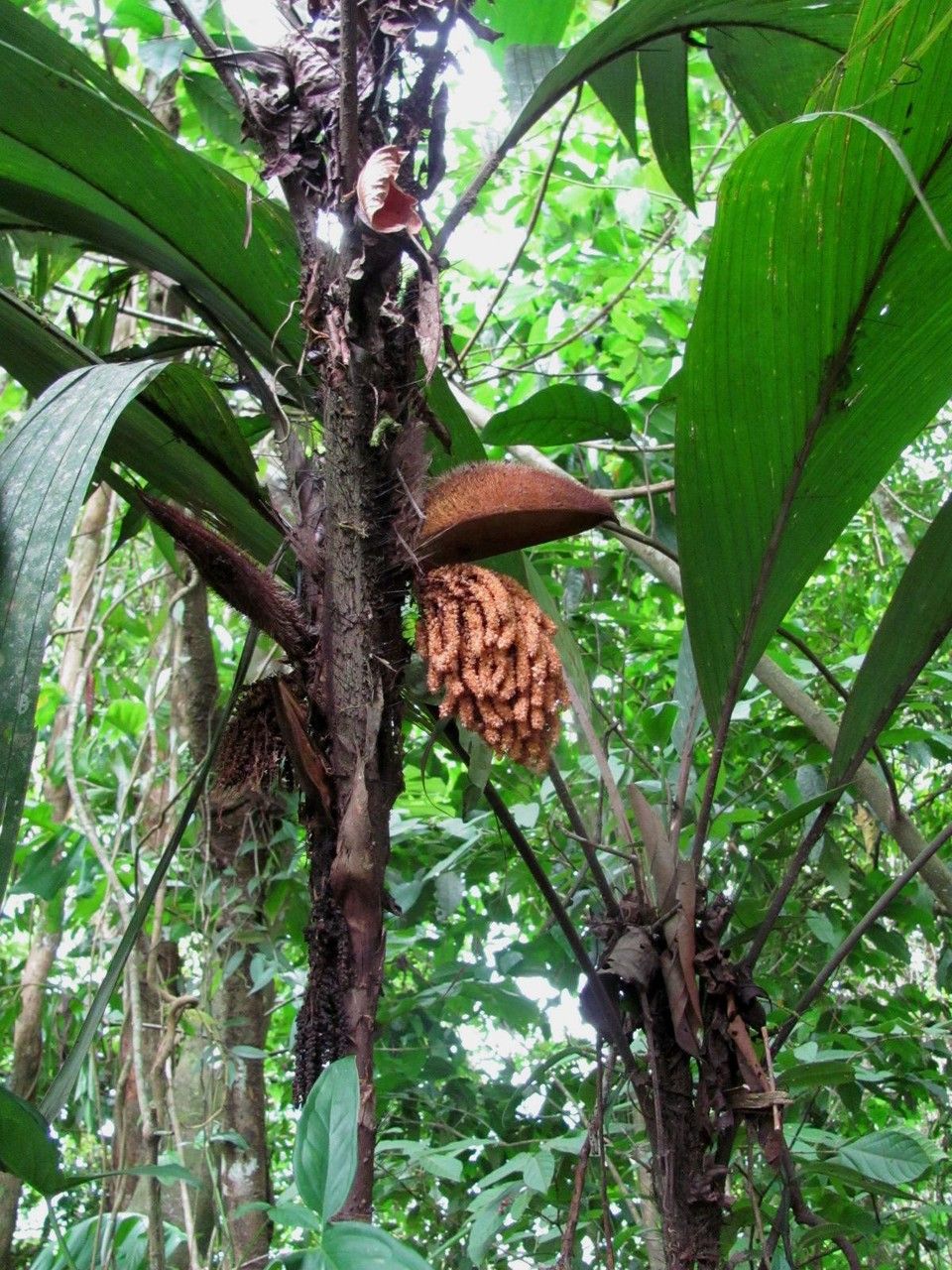 Bactris herrerana bark