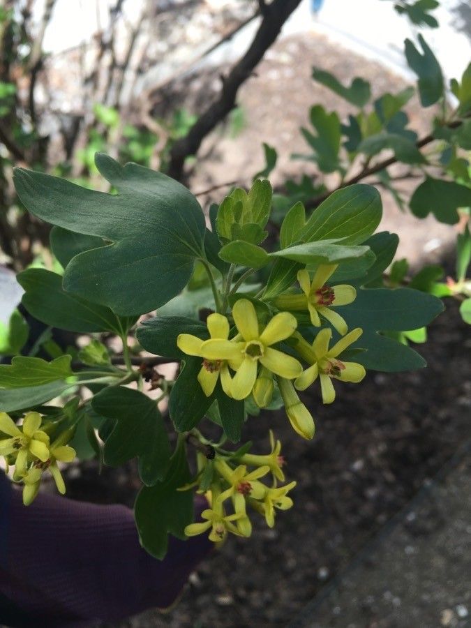 Ribes aureum — search result for 'Deciduous flowering shrub'