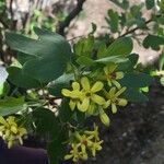 Ribes aureum