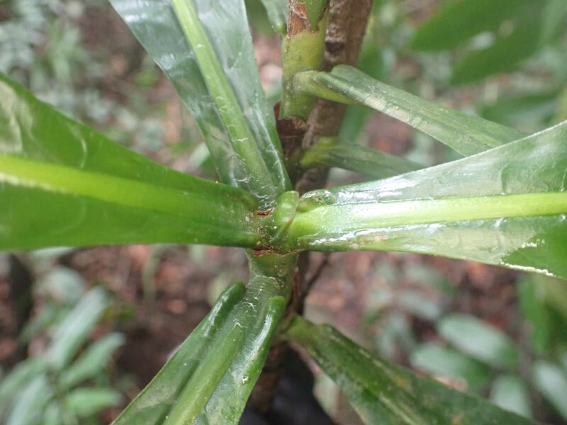 Gardenia imperialis — search result for 'Gardenia'