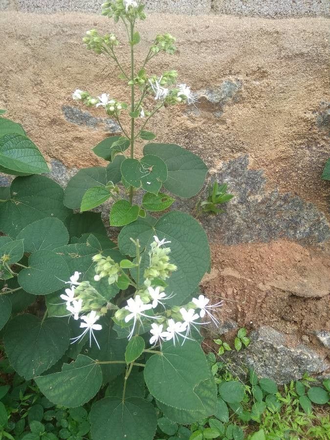 Clerodendrum infortunatum habit
